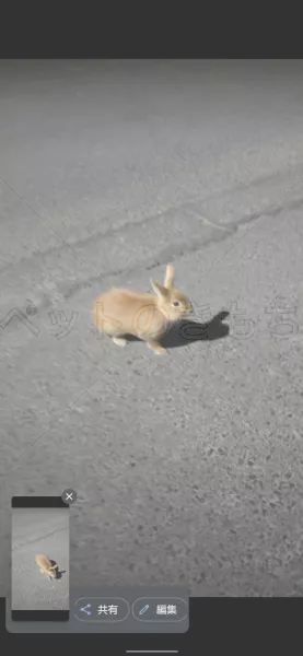 保護ペットの画像