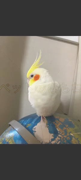 迷子鳥の画像