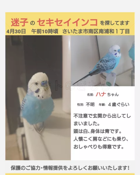迷子鳥の画像