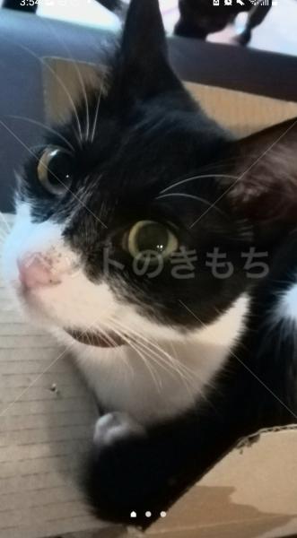 迷子猫の画像