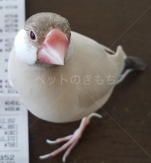 迷子鳥の画像