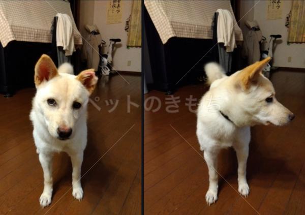 迷子犬の画像