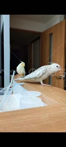 迷子鳥の画像