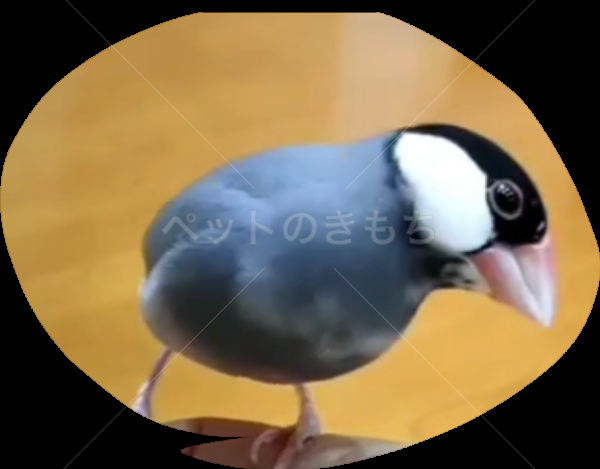 迷子鳥の画像