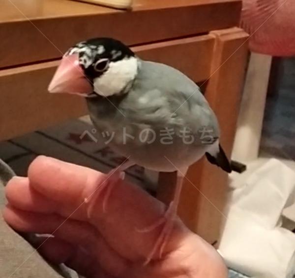 迷子鳥の画像