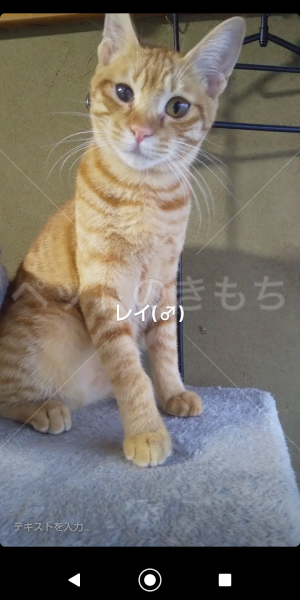 迷子猫の画像