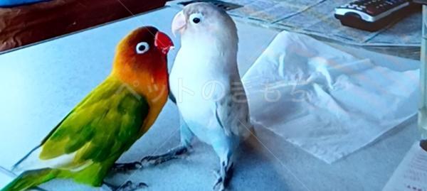 迷子鳥の画像