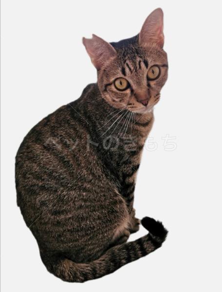 迷子猫の画像