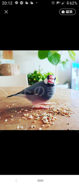 迷子鳥の画像