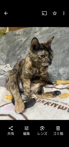 迷子猫の画像