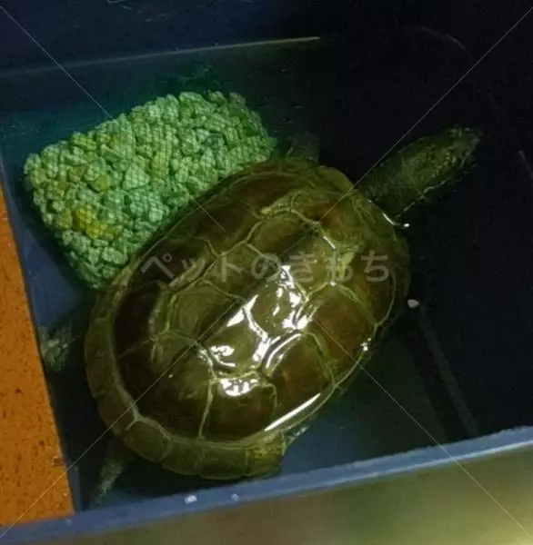 迷子ペットの画像