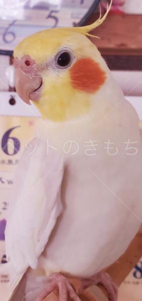 迷子鳥の画像