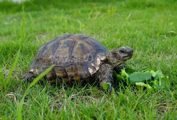 迷子ペットの画像