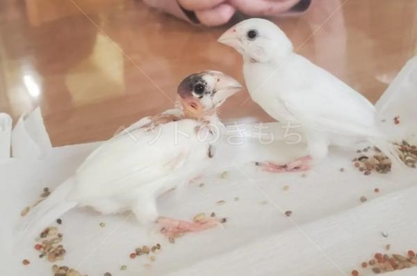 保護鳥の画像