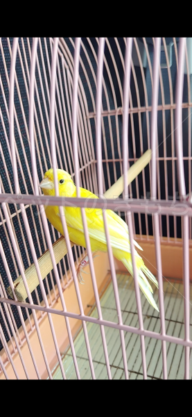 迷子鳥の画像