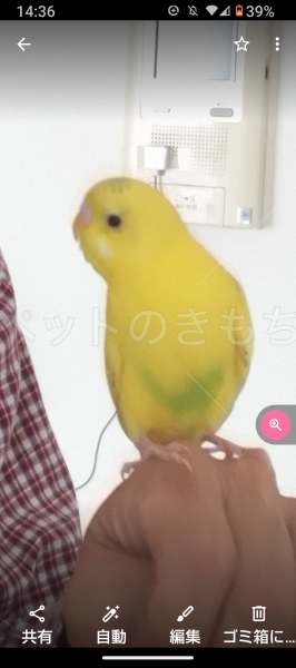 迷子鳥の画像