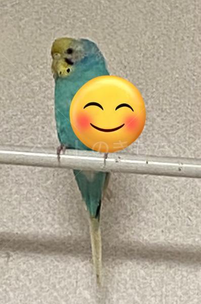 保護鳥の画像