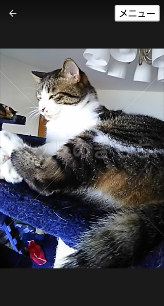 迷子猫の画像