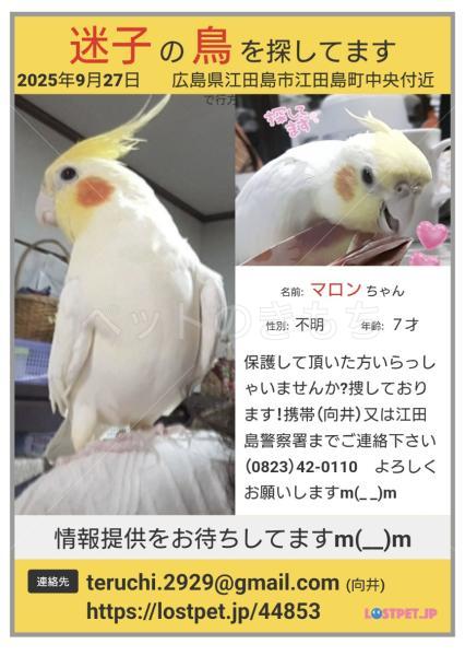 迷子鳥の画像