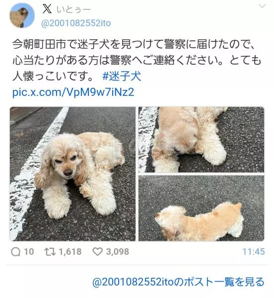 コメントの画像