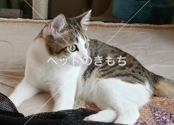 迷い猫の写真
