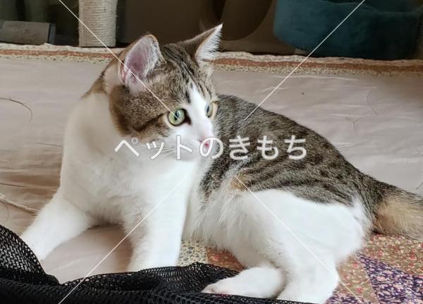 迷子猫の画像