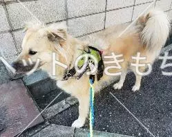 迷子犬の画像