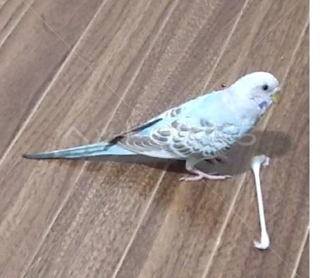 迷子鳥の画像