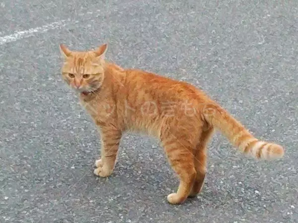迷子猫の画像