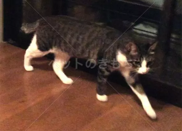 迷子猫の画像