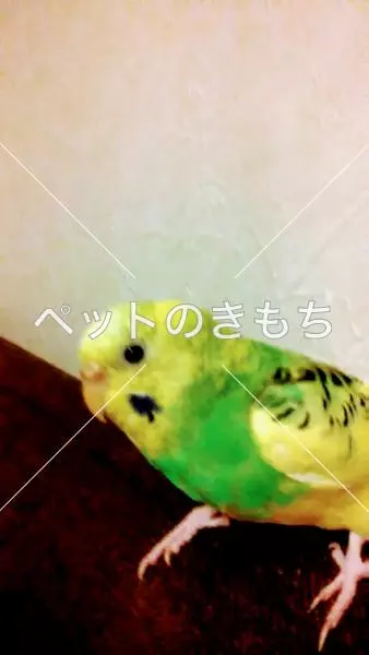 迷子鳥の画像