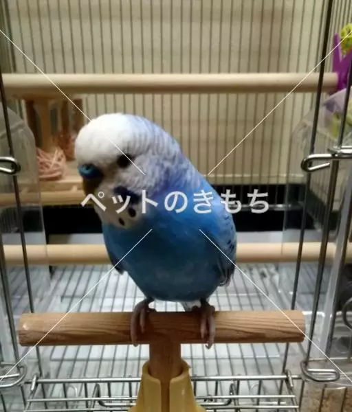 迷子鳥の画像