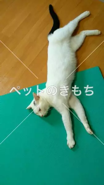 保護猫の画像