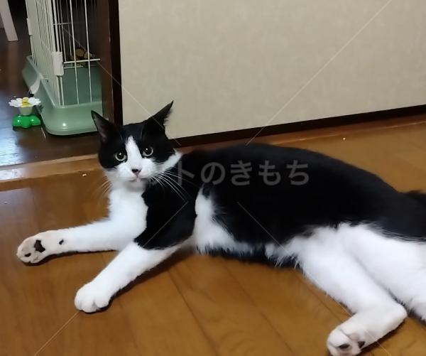 迷子猫の画像