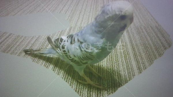 迷子鳥の写真