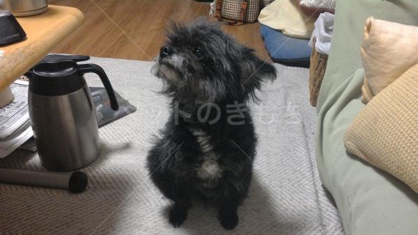 保護犬の画像