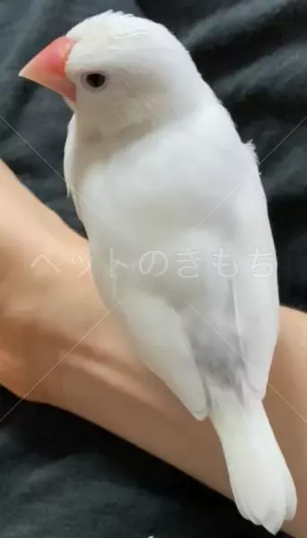 迷子鳥の画像