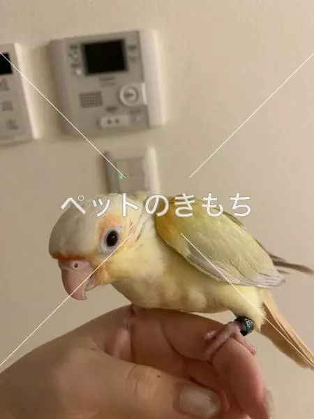 迷子鳥の画像