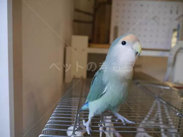迷子鳥の画像