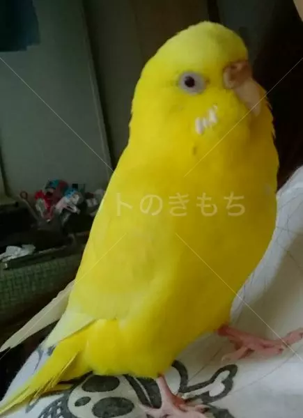 迷子鳥の画像