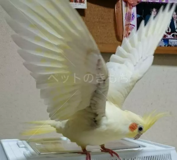 迷子鳥の画像