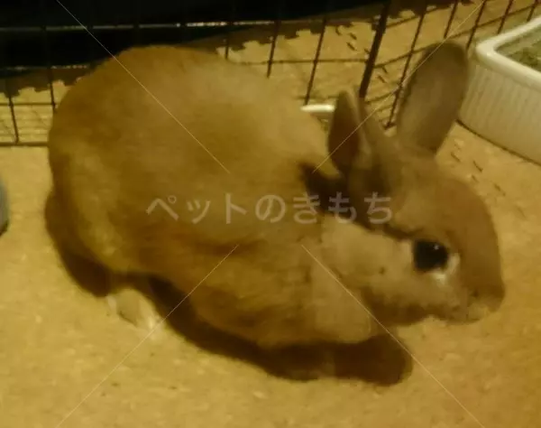 迷子ペットの画像