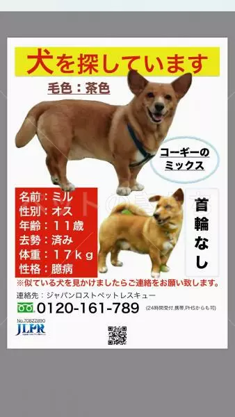 迷子犬の画像