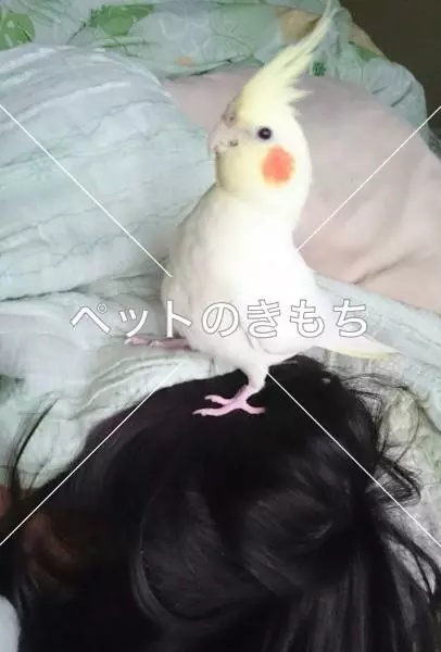 迷子鳥の画像