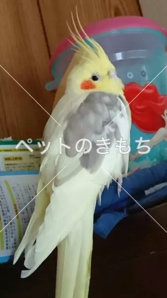 迷子鳥の画像