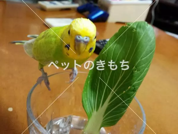 迷子鳥の画像