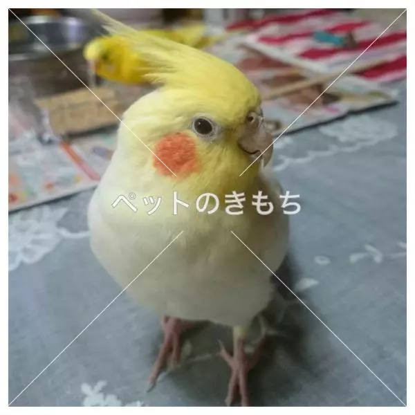 迷子鳥の画像