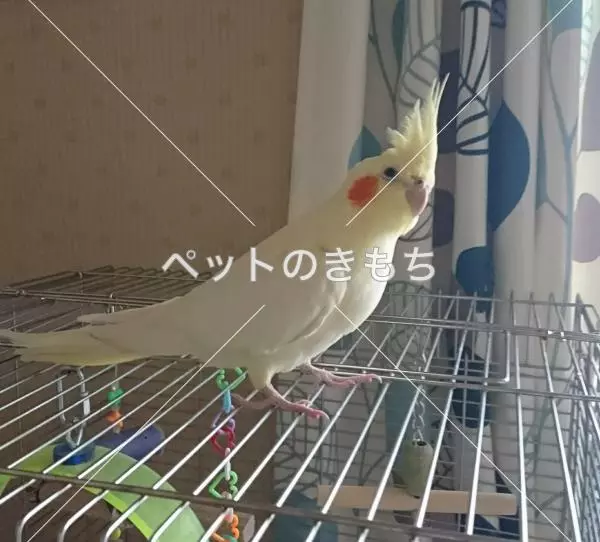 コメント投稿の画像