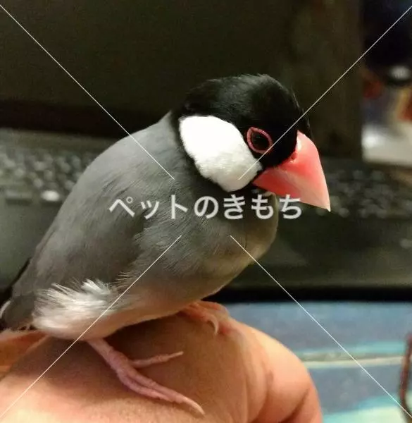 迷子鳥の画像