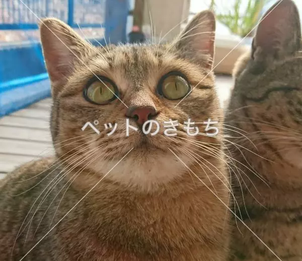 迷子猫の画像